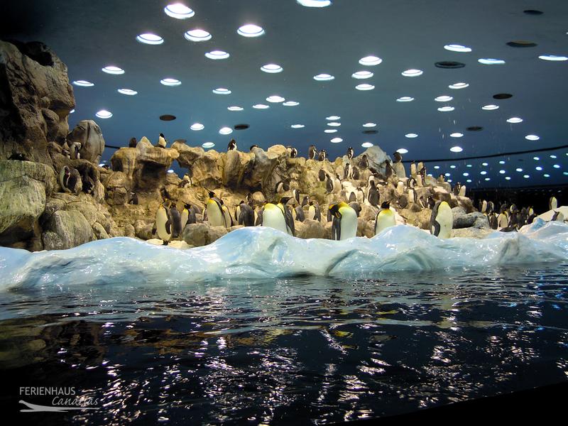Pinguine im Loro Parque Pinguine im Loro Parque