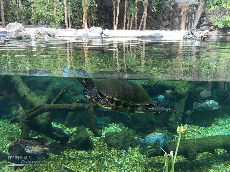 Ein Schildkröte im Wasser Ein Schildkröte im Wasser