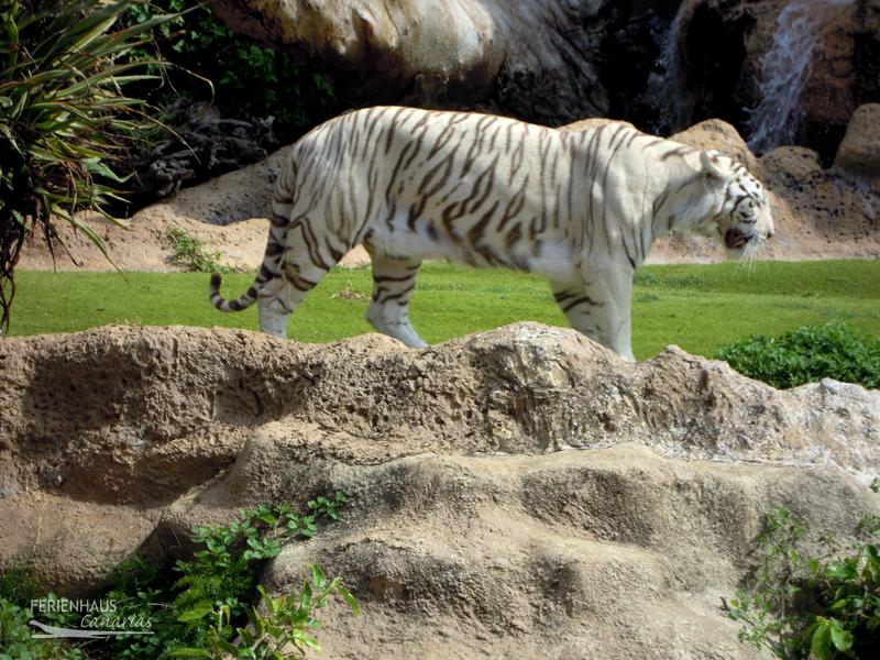 Der weiße Tieger im Loro Park Der weiße Tieger im Loro Park