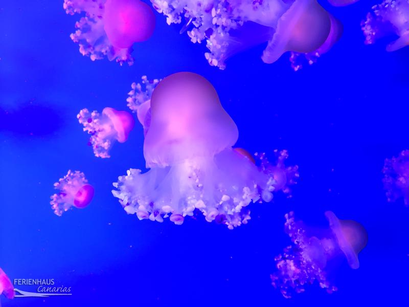 Quallen im Aquarium Quallen im Aquarium
