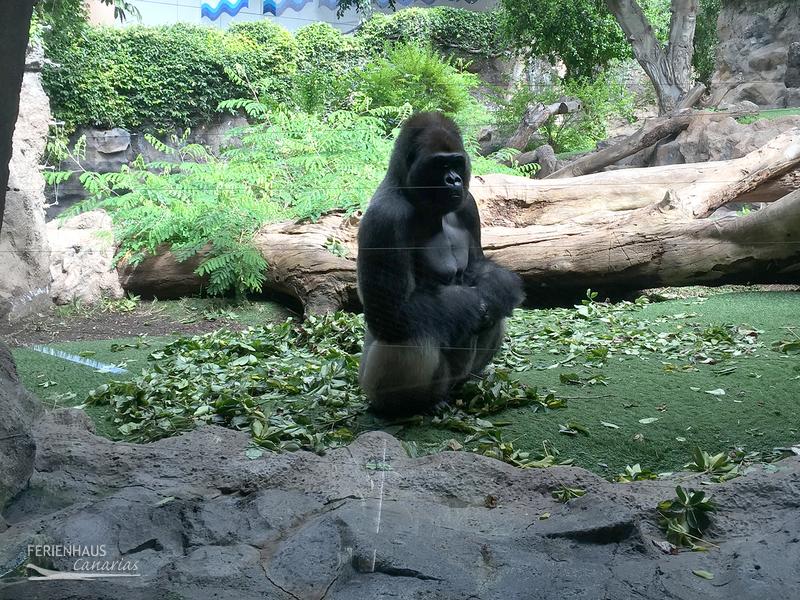 Gorilla Affe Gorilla Affe
