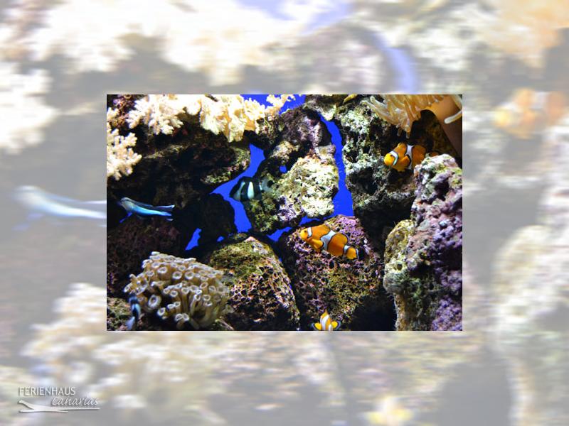 Bunte Fische im Aquarium Bunte Fische im Aquarium