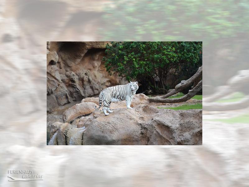 Ein weisser Tieger Ein weisser Tieger