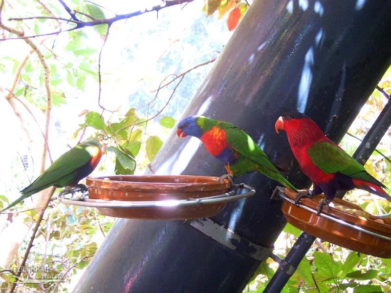 Der Loropark auf Teneriffa Der Loropark auf Teneriffa
