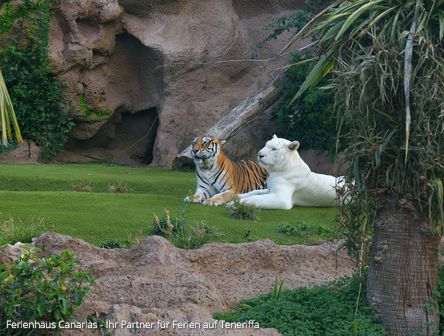 Nachwuchs im Loro Parque | weißes Tigerpaar | Königstiger