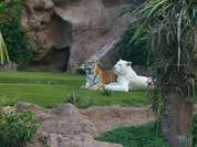 Weißes Tiegerpärchen im Loropark