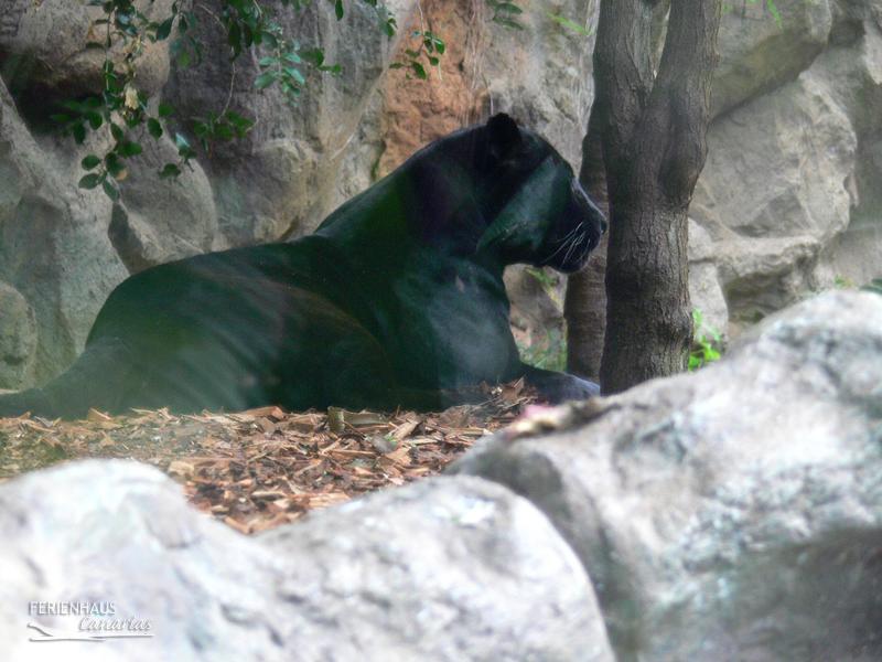 Ein schwarzer Panter im Loropark Ein schwarzer Panter im Loropark