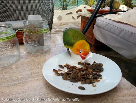 Miriams Praktikum bei Ferienhaus-Canarias.net ✓ auf Teneriffa