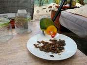 Praktikum auf Teneriffa