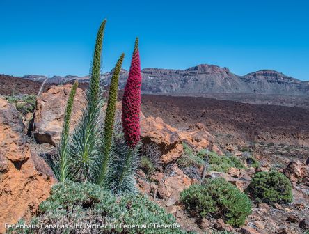 Wildprets Natternkopf am Teide 