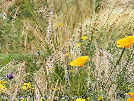 Mohnblumenwiese