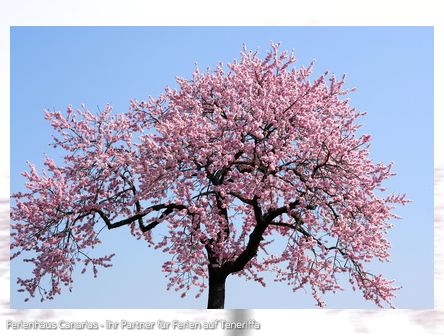 Mandelblütenzeit in Teneriffa - Ein Zauber bedeckt das Land