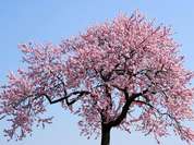 Teneriffas blühende Mandelbäume