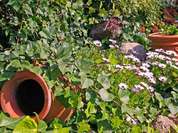 Blütenmeer auf Teneriffa im Frühling