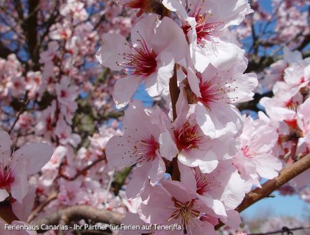 Teneriffa Mandelblütenzeit ✓  Sehenswürdigkeiten im März…Mandelbaumblüte 