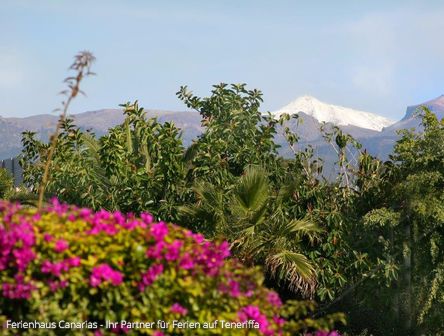 Teneriffa Frühling  ✓  Frühling, Sommer, Herbst und Winter… Klima + Wetter  