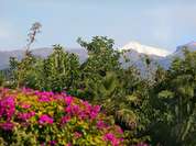 Frühling auf Teneriffa