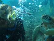 eine Taucherin schwimmt mit einer Schildkröte