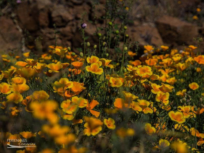 Goldmohn Blütenzauber