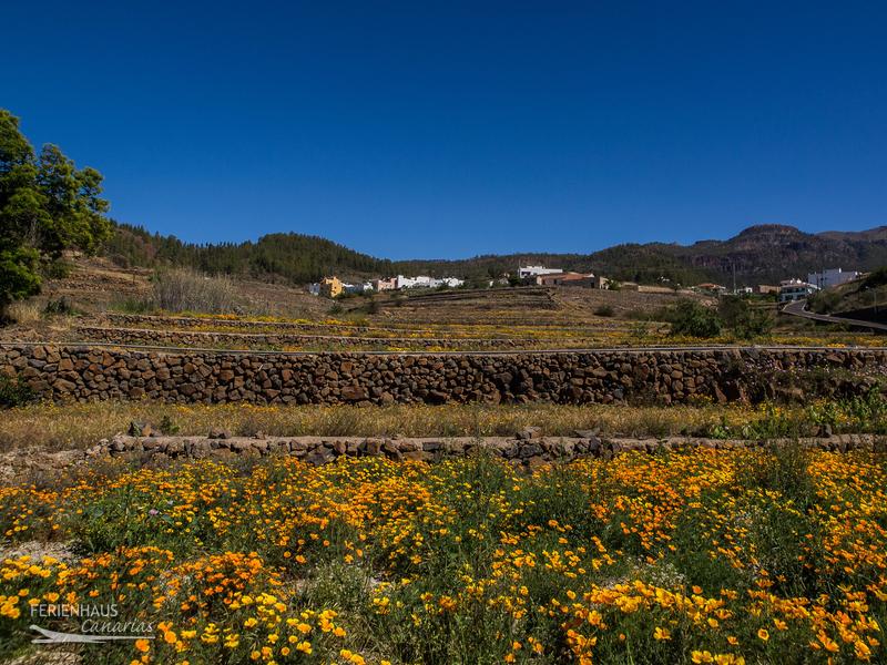 Goldmohnwiesen auf Teneriffa