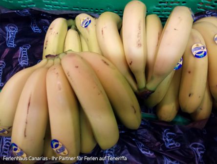  Die kanarische Banane - klein aber schmackhaft - FeWo buchen