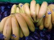 Schmackhaft & süß - die Bananen aus Teneriffa