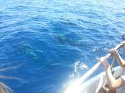 Bootsfahrt an der Südküste Teneriffas