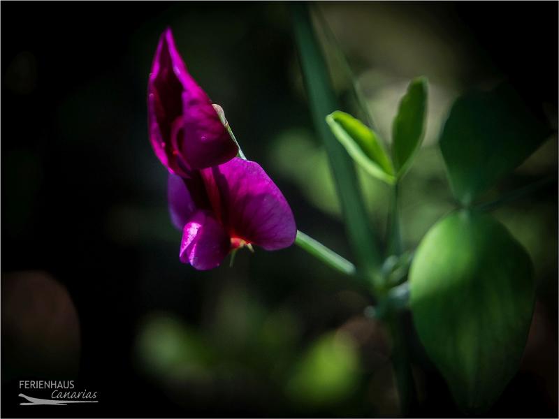 Naturschutzgebiet Flora und Fauna