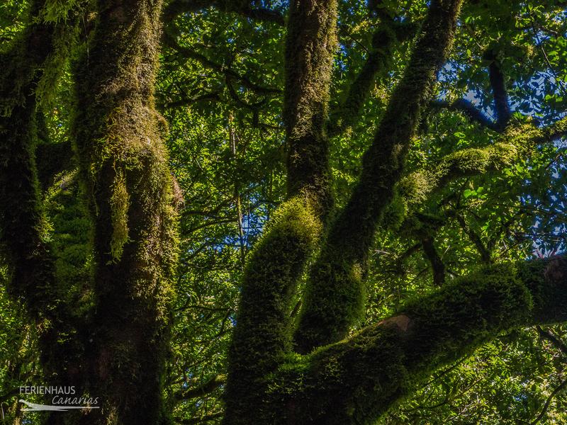 Naturschutzgebiet Anaga