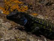 Eidechsen auf Teneriffa unter Naturschutz