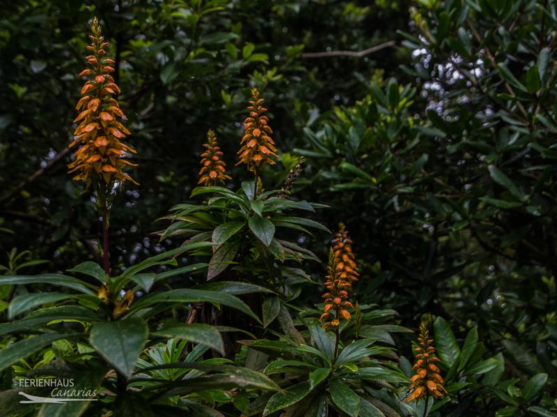 Teneriffas Flora Teneriffas Flora