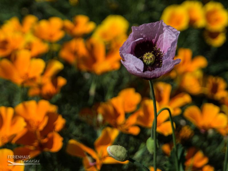 Teneriffas Mohnblumen Teneriffas Mohnblumen