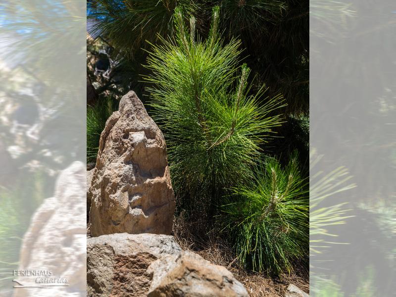 Naturlandschaften auf Teneriffa Naturlandschaften auf Teneriffa