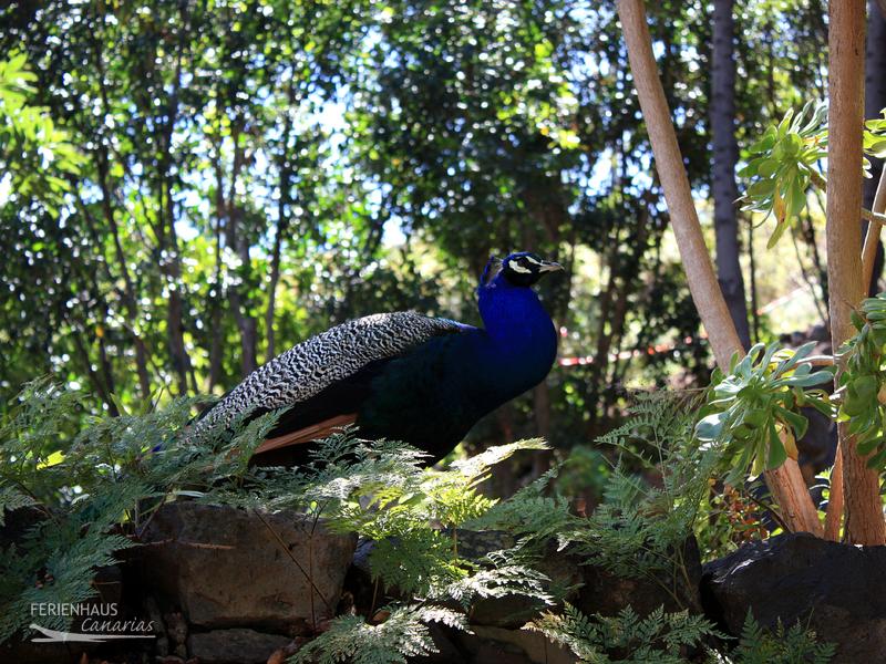 Ein Pfau im Nturpark von Icod de los Vinos Ein Pfau im Nturpark von Icod de los Vinos