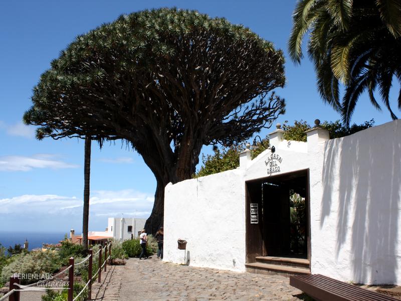 Blick auf den Drachenbaum von Icod de los Vinos Blick auf den Drachenbaum von Icod de los Vinos
