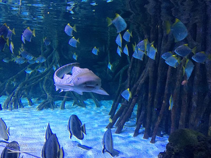 Seltene Fische im Loro Park Seltene Fische im Loro Park