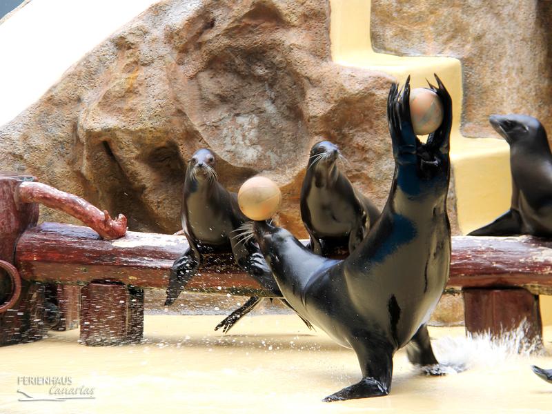 Seelöwen Show im im Loro Park Seelöwen Show im im Loro Park