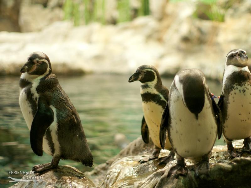 Pinguine im Loro Park Pinguine im Loro Park