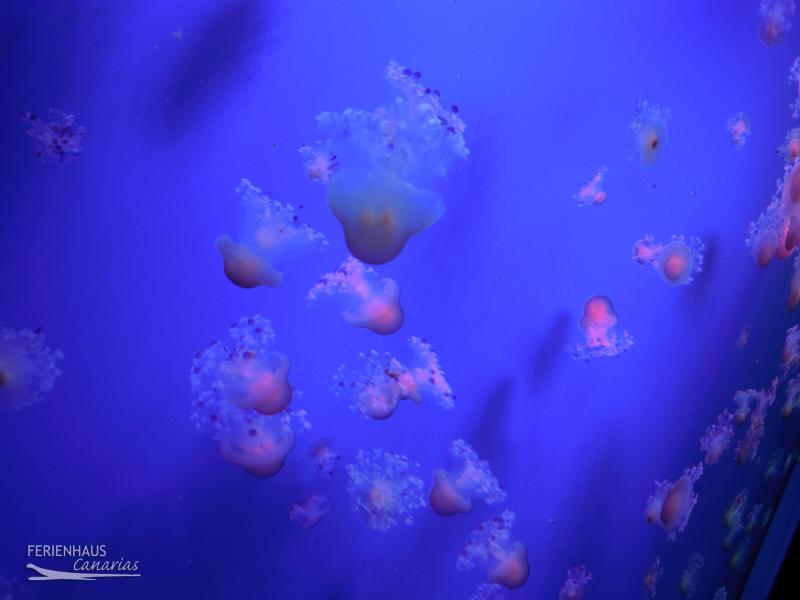 Blaue Quallen im Aquarium vom im Loro Park Blaue Quallen im Aquarium vom im Loro Park
