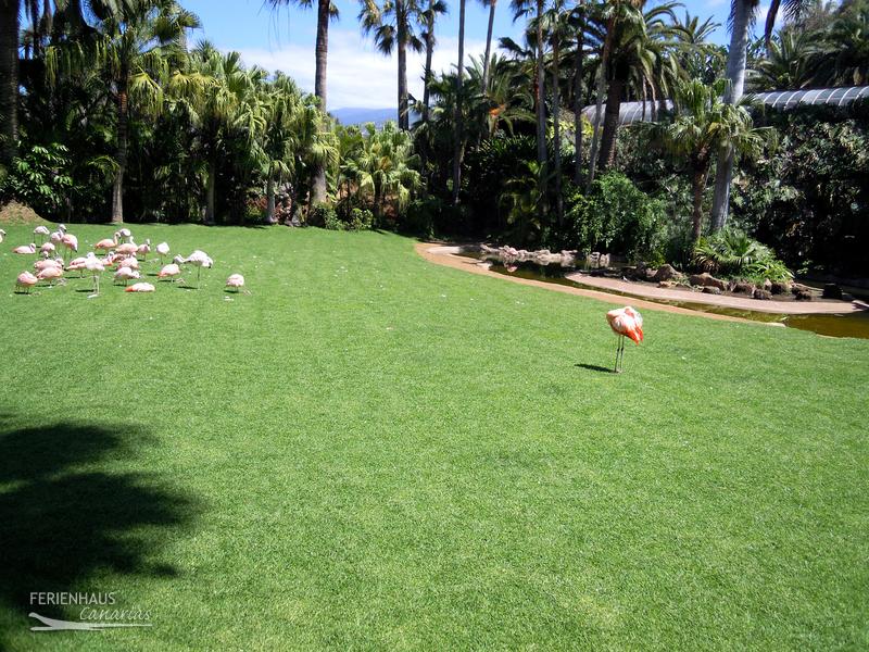 Flamingo auf der Wiese des im Loro Park Flamingo auf der Wiese des im Loro Park