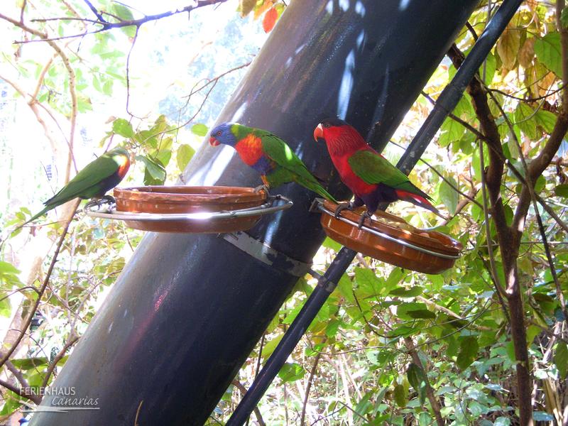 2 Papageien auf dem Baum im Loro Park 2 Papageien auf dem Baum im Loro Park
