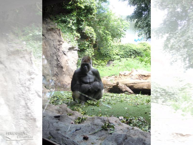 Ein Gorilla im Loro Park Ein Gorilla im Loro Park