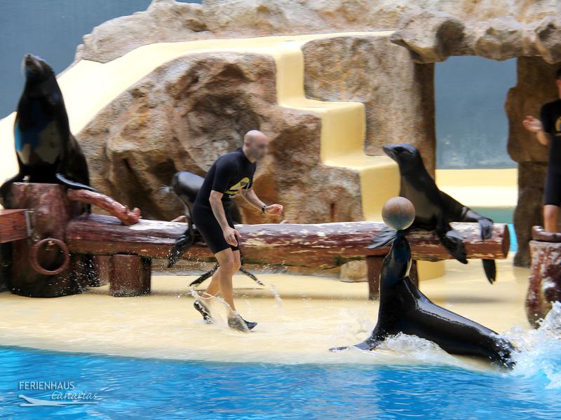 Seelöwenshow im im Loro Park Seelöwenshow im im Loro Park