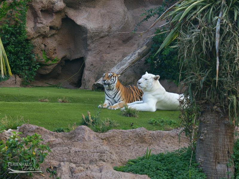 Ein Tiegerpärchen im Loro Park Ein Tiegerpärchen im Loro Park