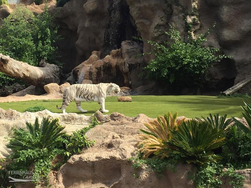 Ein weißer Tieger im Loro Park Ein weißer Tieger im Loro Park