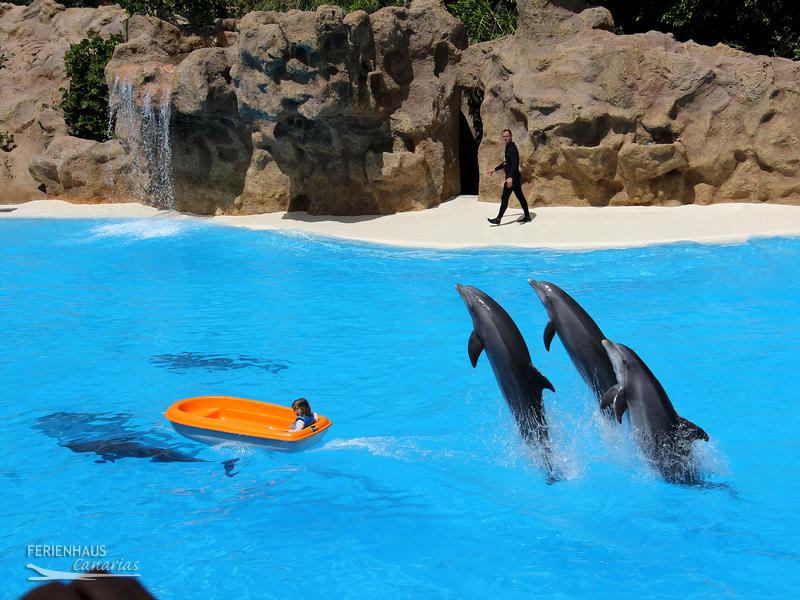 Delfine im im Loro Park Delfine im im Loro Park