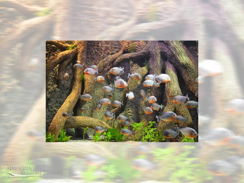 Unterwasserwelt im im Loro Park Unterwasserwelt im im Loro Park