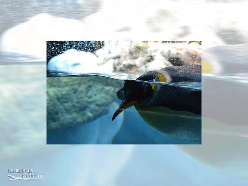 Ein Pinguin unter Wasser im Loro Park Ein Pinguin unter Wasser im Loro Park