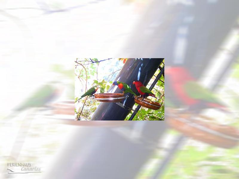 Loros beim fressen im Loro Park Loros beim fressen im Loro Park