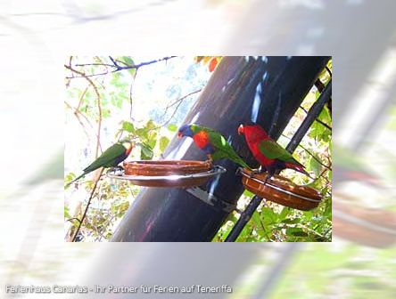  LORO PARK  auf  TENERIFFA   Discovery Tour ♥